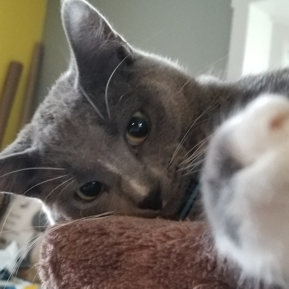 Meet the Posher 🤗 - Picture 2 of 3